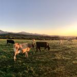 cows